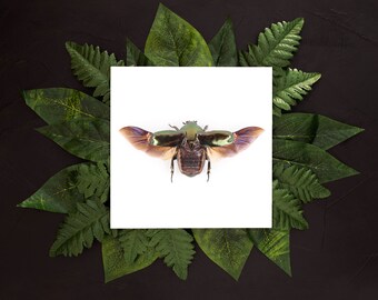 escarabajo alado verde, arte cuadrado de la pared de la naturaleza, impresión de arte de insectos, cartel de entomología, taxidermia de insectos, decoración nórdica del hogar, estampados eclécticos boho,