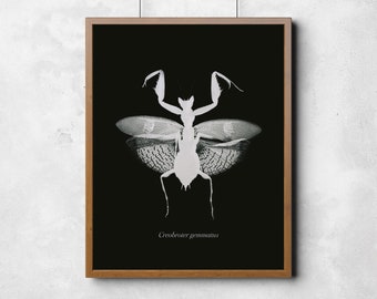 Monochrome flower mantis wall art print, maximalism nature home decor, gothic home ideas, mid century modern, scientific illustration nature