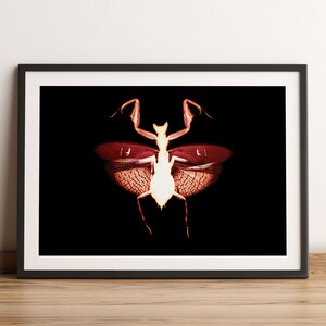 May include: A framed print of a praying mantis with its wings spread. The mantis is white with red wings and is set against a black background.