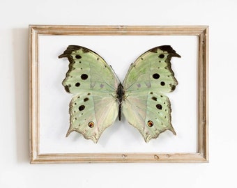 Mariposa de nácar del bosque, impresión de arte, impresiones de mariposas, arte de mariposas, cartel de entomología, decoración de la naturaleza (Salamis parhassus)