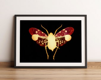 Colourful butterfly print, Moth Print, Vintage Butterfly Prints, Moth poster, Natural History Art, Butterfly Art, Butterfly, Vintage Poster