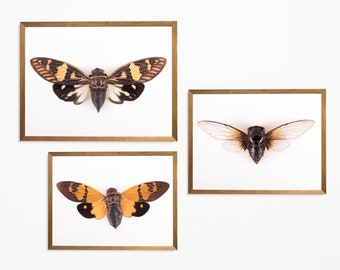 Set of 3 cicada prints, modern minimalist decor, nature print, entomology poster, insect art,boho eclectic prints,modern farmhouse art