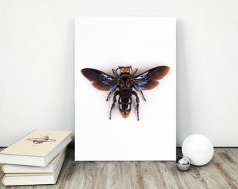 Blue Wasp, Macro Photography, Bug Print, Nature Wall Art