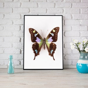 swallowtail butterfly print, butterfly art, butterfly poster, kids room decor, nature art, nursery wall art image 4