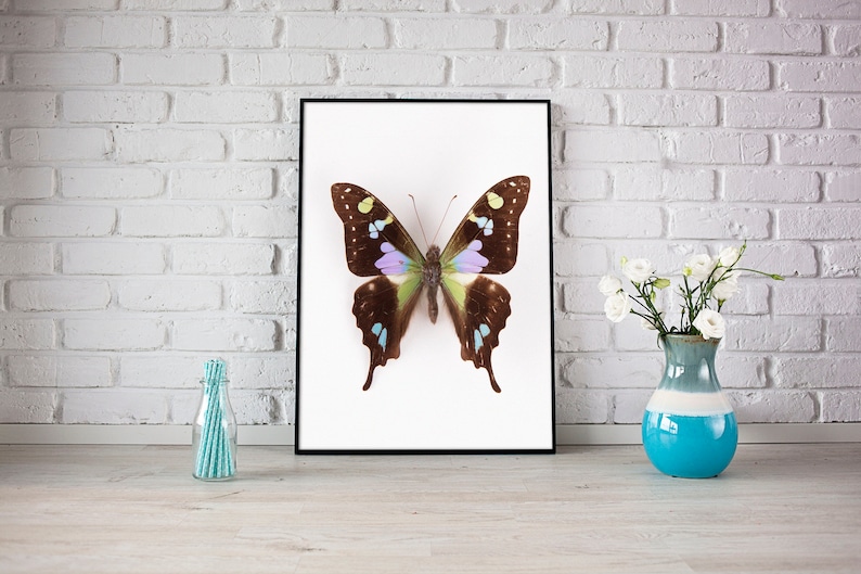 swallowtail butterfly print, butterfly art, butterfly poster, kids room decor, nature art, nursery wall art image 4