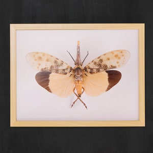 Impresiones de insectos, Impresiones de insectos, Decoración de granjas, Decoración de historia natural, Rareza y curiosidad, Entomología, Ilustración de insectos, Regalo amante de la naturaleza