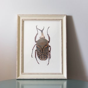 Impresión de insectos, Decoración de la habitación de los niños, Arte de la pared de la guardería, Ilustración de insectos, Arte de la pared de los niños, Decoración de la habitación de los niños, Entomología, Impresión de escarabajos, Impresión científica