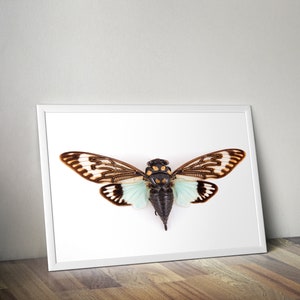 Cicada art print, cicada poster, natural history prints, wildlife poster, entomology prints image 2