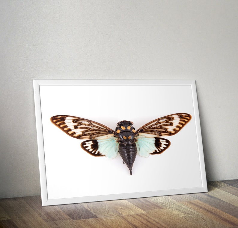 Cicada art print, cicada poster, natural history prints, wildlife poster, entomology prints image 2