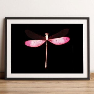 May include: A pink dragonfly with translucent wings against a black background.