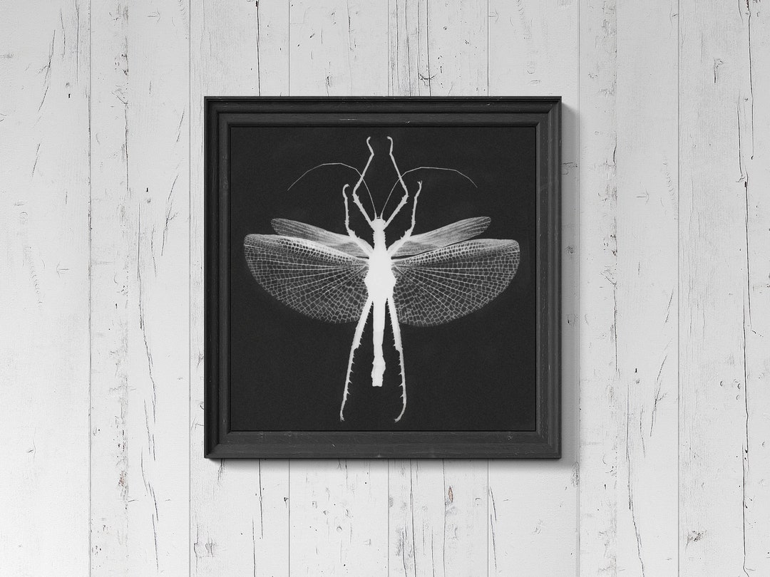 Black and White Stick Insect Wall Art Print Heavy Weight Etsy