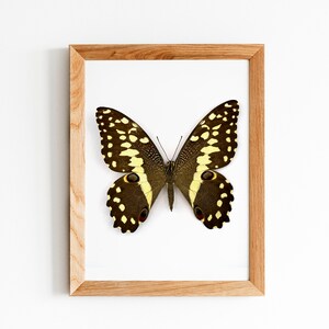 Yellow Butterfly print, citrus swallowtail butterfly, butterfly art, butterfly poster, entomology prints, Scandinavian decor