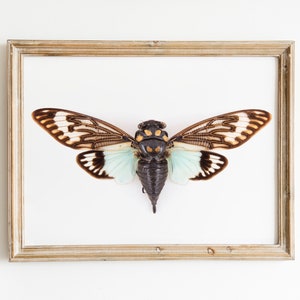 Cicada art print, cicada poster, natural history prints, wildlife poster, entomology prints image 1