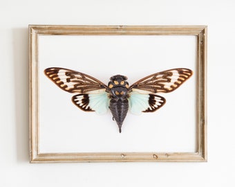 Cicada art print, cicada poster, natural history prints, wildlife poster, entomology prints