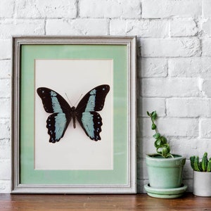 Impresión de mariposas, cartel de mariposas, impresión de insectos, decoración de pared de mariposas azules, gráfico científico de mariposas, mariposa vintage, entomología