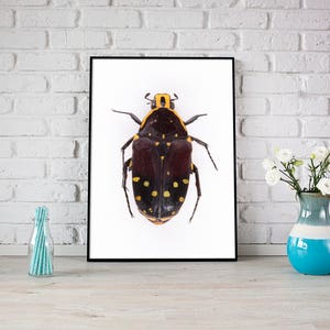 Cartel de BEETLES, impresión de escarabajos, gráfico de escarabajos, cartel de insectos, impresión de dibujo científico, decoración de historia natural, arte de pared imagen 3