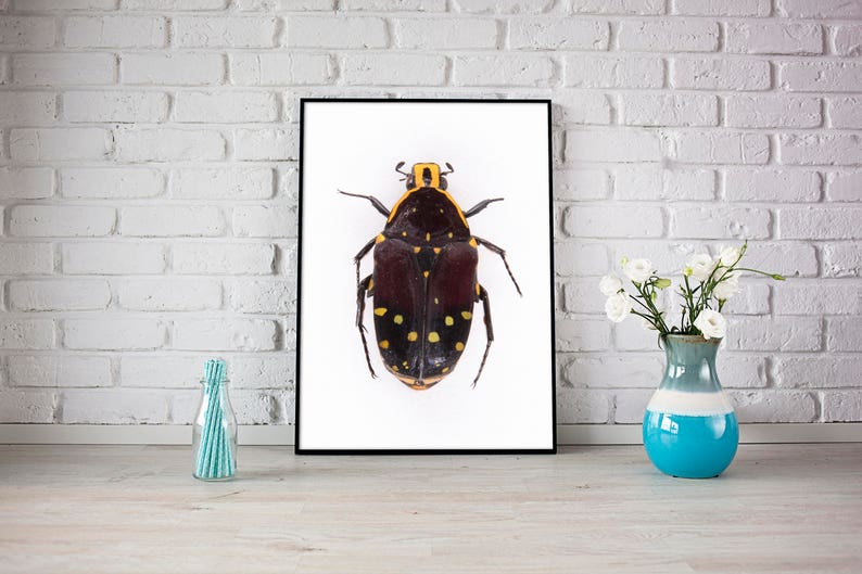 Cartel de BEETLES, impresión de escarabajos, gráfico de escarabajos, cartel de insectos, impresión de dibujo científico, decoración de historia natural, arte de pared imagen 3