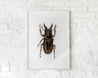 beetle wall art, beetle poster, beetle print, nature prints, beetle nursery decor, scandinavian living room ideas,