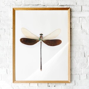 green damselfly, dragonfly poster, dragonflies print, nature wall art, insect art print, entomology poster, insect art,