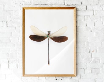 green damselfly, dragonfly poster, dragonflies print, nature wall art, insect art print, entomology poster, insect art,