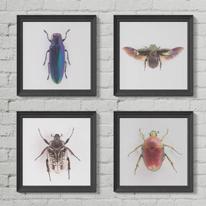 May include: Four framed images of insects. The top left image shows a blue and green beetle. The top right image shows a green beetle with wings spread. The bottom left image shows a brown and white beetle. The bottom right image shows a green and red beetle.