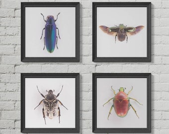 Conjunto de escarabajo de 4 conjuntos de impresión, impresión cuadrada de insectos y bichos, decoración moderna de la granja, cartel de escarabajo, arte del escarabajo Goliat, impresión boho, taxidermia falsa