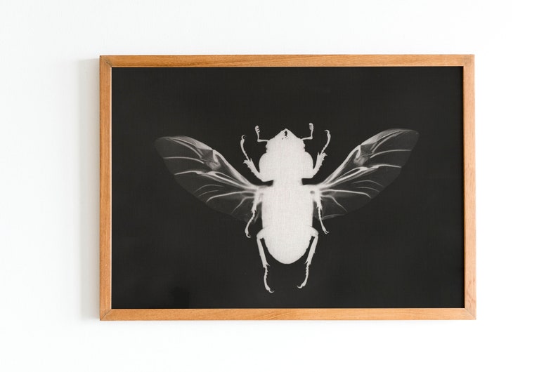 Monochrome beetle print, goblincore decor, dark cottagecore wall art, moody botanical, witchy academia art, maximalist poster, modern gothic image 1