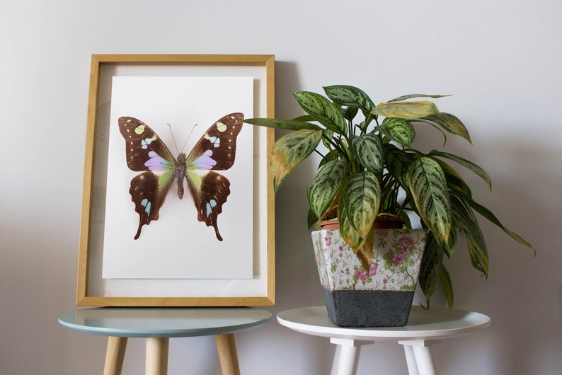 swallowtail butterfly print, butterfly art, butterfly poster, kids room decor, nature art, nursery wall art image 1