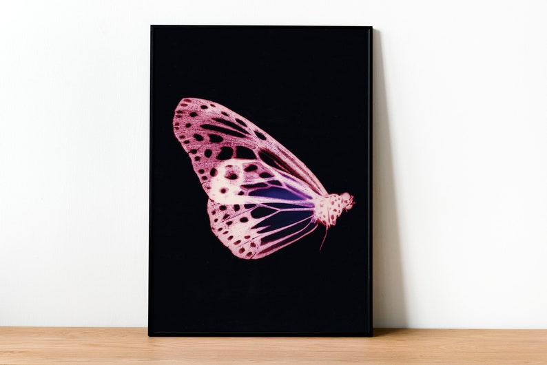Colorido estampado de mariposas, Moth Print, Vintage Butterfly Prints, Moth poster, Natural History Art, Butterfly Art, Butterfly, Vintage Poster imagen 2