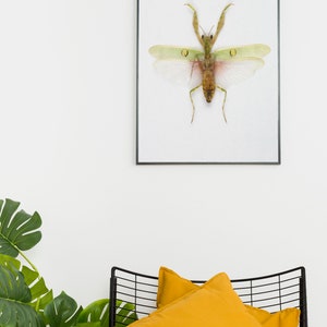 Flower mantis art print, insect posters, praying mantis poster, entomologist gifts, taxidermy gallery wall art, image 1