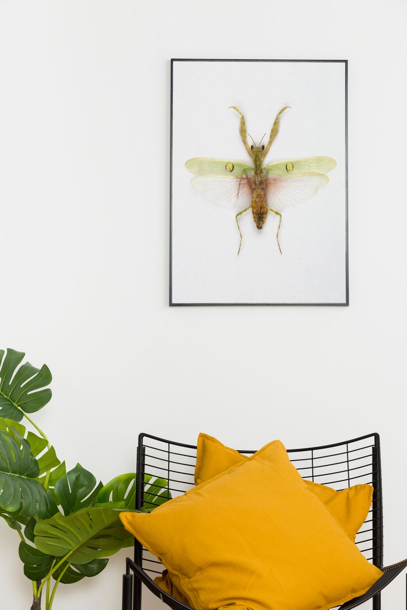 Flower mantis art print, insect posters, praying mantis poster, entomologist gifts, taxidermy gallery wall art, image 1