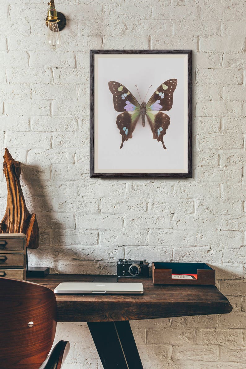 swallowtail butterfly print, butterfly art, butterfly poster, kids room decor, nature art, nursery wall art image 3
