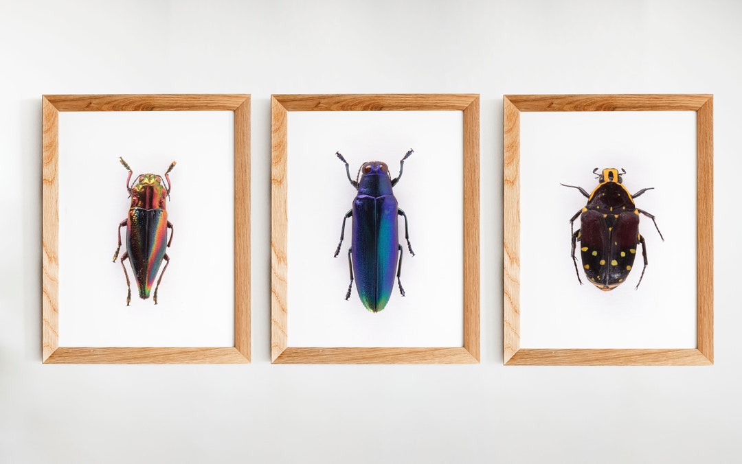 Set of 3 Beetle Prints, Poster, Wall Art, Home Decor, Poster Print ...