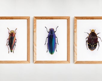 Set of 3 beetle prints, Poster, Wall Art, Home Decor, Poster Print, Wall Print, Nature Print, Insect Print set, modern minimalist decor