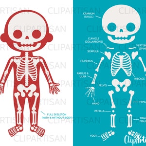 Skeleton Parts Clipart Human Body Halloween PNG Instant Download 0030