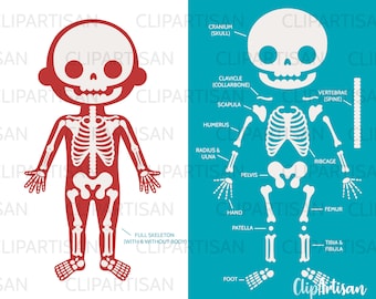 Skeleton Parts Clipart Human Body Halloween PNG Instant Download 0030