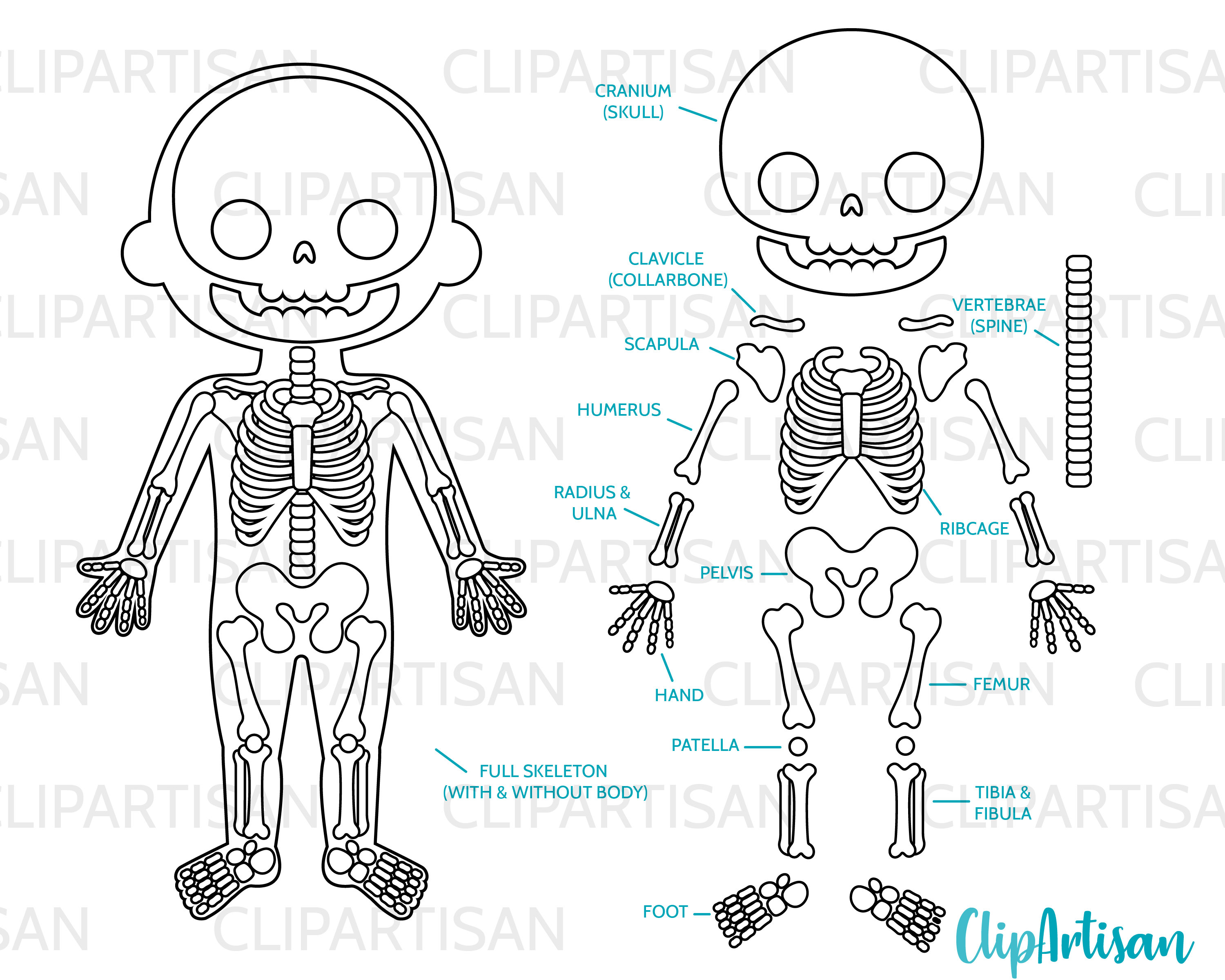 Skeleton Parts Clipart Human Body Halloween PNG SVG Instant Etsy México