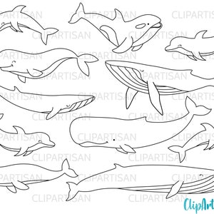 May include: A set of black and white line drawings of various sea creatures, including a whale, dolphin, narwhal, and orca. The drawings are simple and stylised, with a whimsical feel.