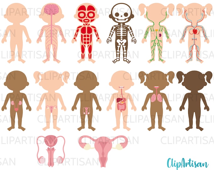 Human Body Systems Anatomy Clipart PNG Instant Download 0031 - Etsy UK