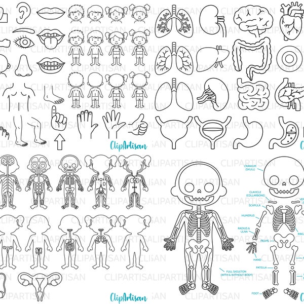 Human Body Systems Anatomy Clipart Digital Stamps Bundle PNG Instant Download 0032