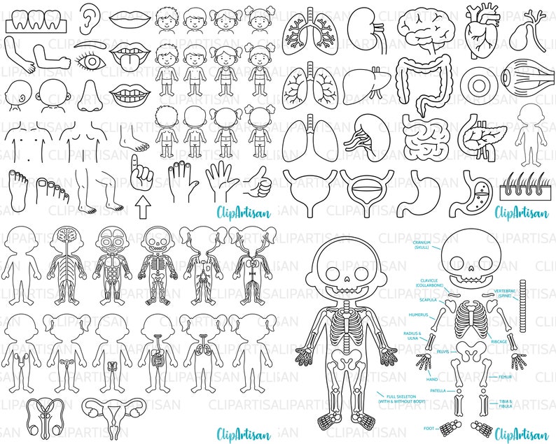 Human Body Systems Anatomy Clipart Digital Stamps Bundle PNG Instant ...
