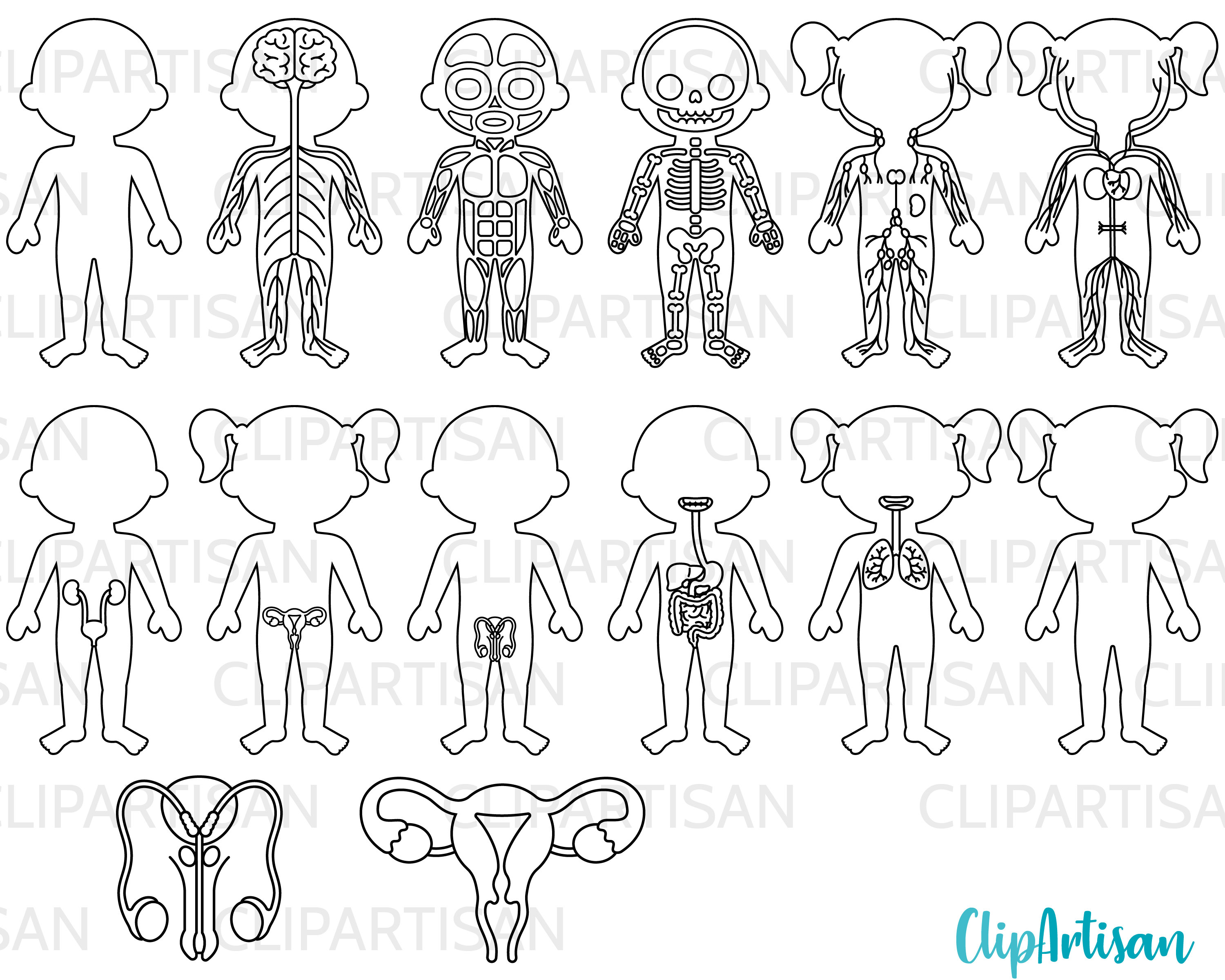Human Body Systems Anatomy Clipart Digital Stamps Bundle PNG Instant ...