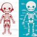Human Body Systems Anatomy Clipart Bundle PNG Instant Download 0032 ...