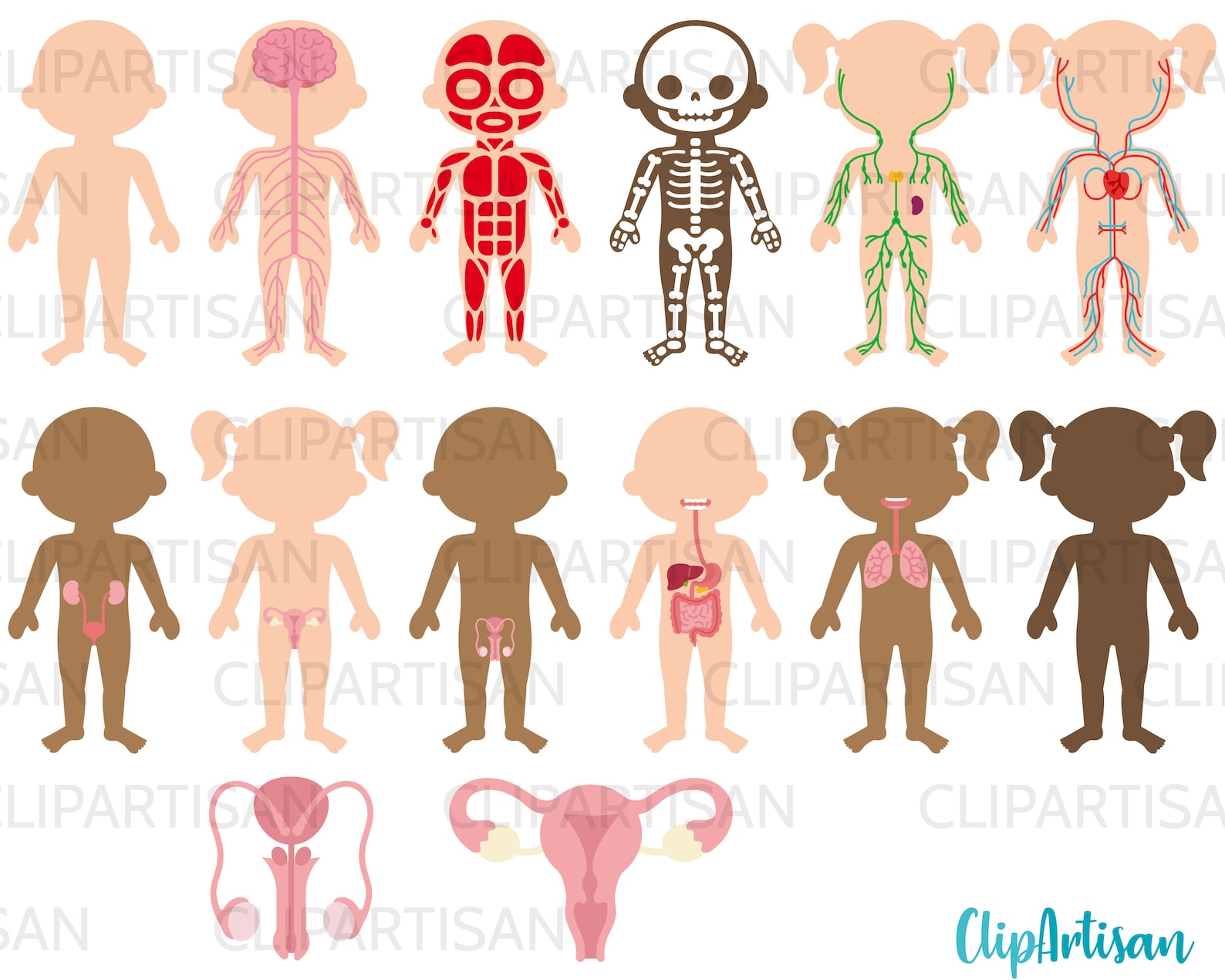 Human Body Systems Anatomy Clipart Bundle PNG Instant Download 0032 ...