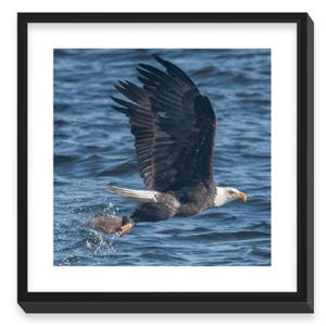 May include: A bald eagle with white head and tail feathers flies over a blue body of water, with its wings spread wide. The eagle is catching a fish in its talons.