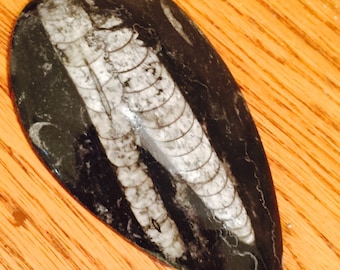 Fossil Nautiloid Orthoceras Fossil