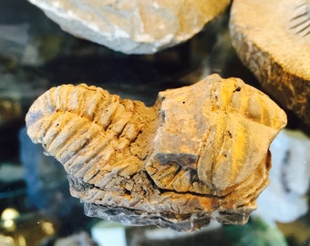 Fossil Trilobite species Flexicalymene