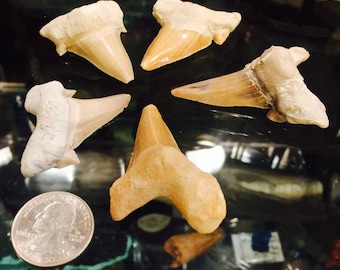 Fossil Mako Shark Teeth - Set of 5