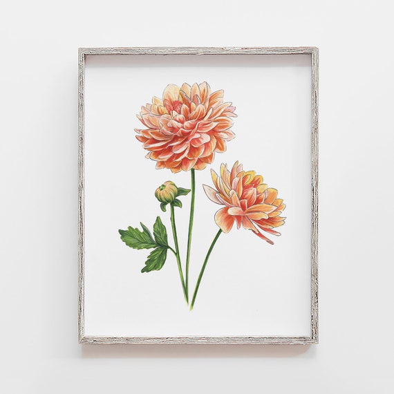 絵画　Dahlia Antique Botanical Print of Dahlia Flower, Framed - Bardith, Ltd.