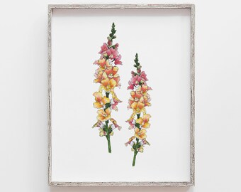 Snapdragon Flower Art Print: Marker Botanical Illustration